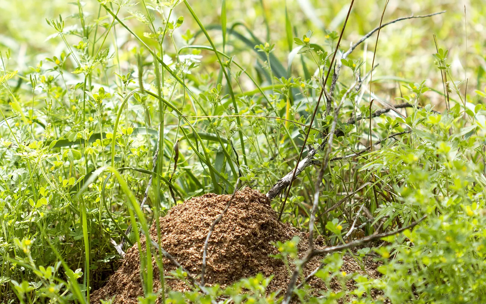 Fire ant mound in a green Florida lawn
