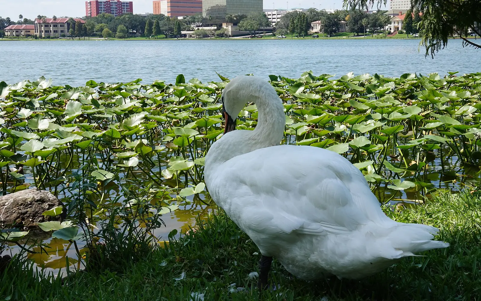 Mute swans gliding on Lake Morton in downtown Lakeland, Florida