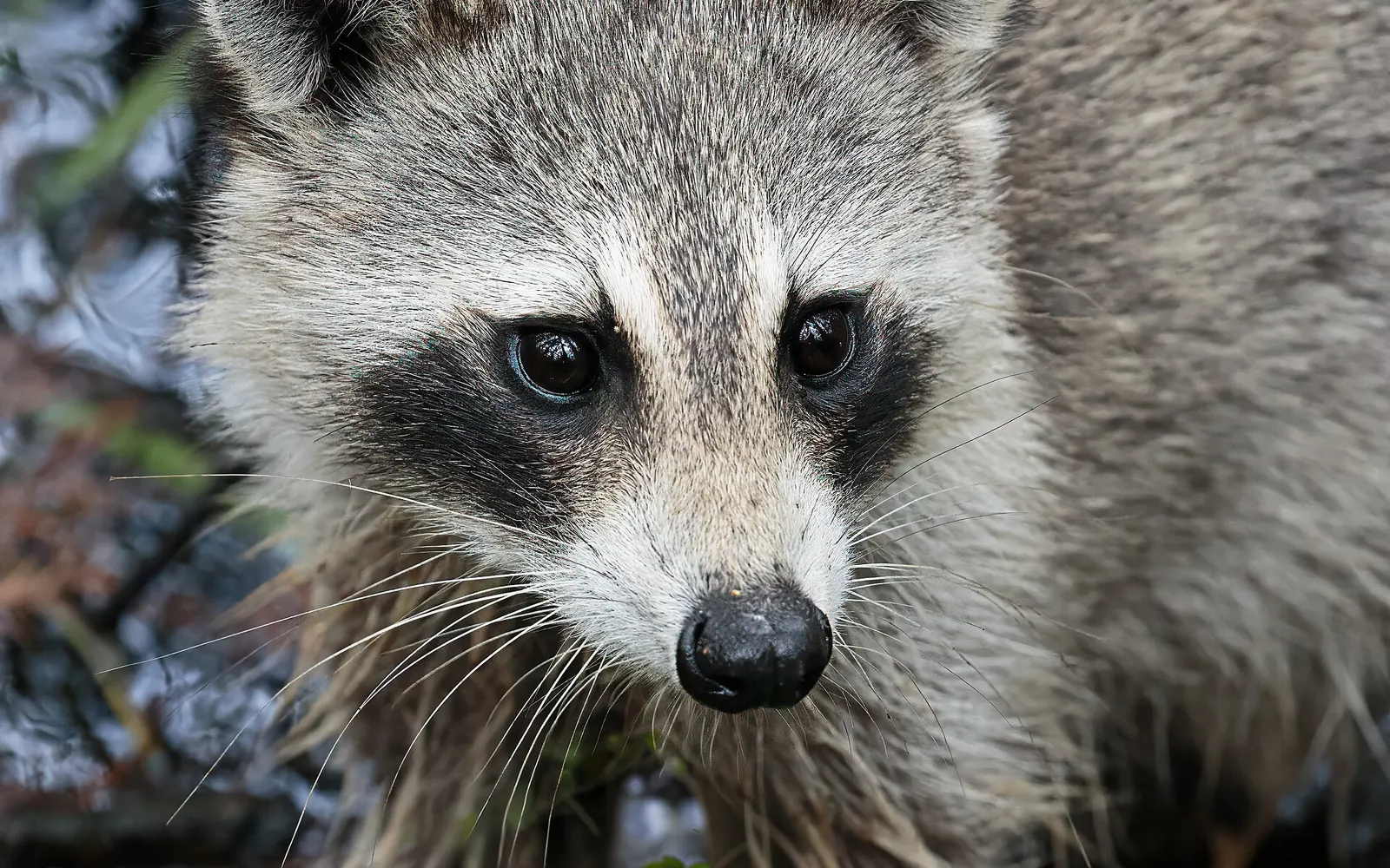 Raccoon near the roofline of a Florida home in Lakeland at dusk