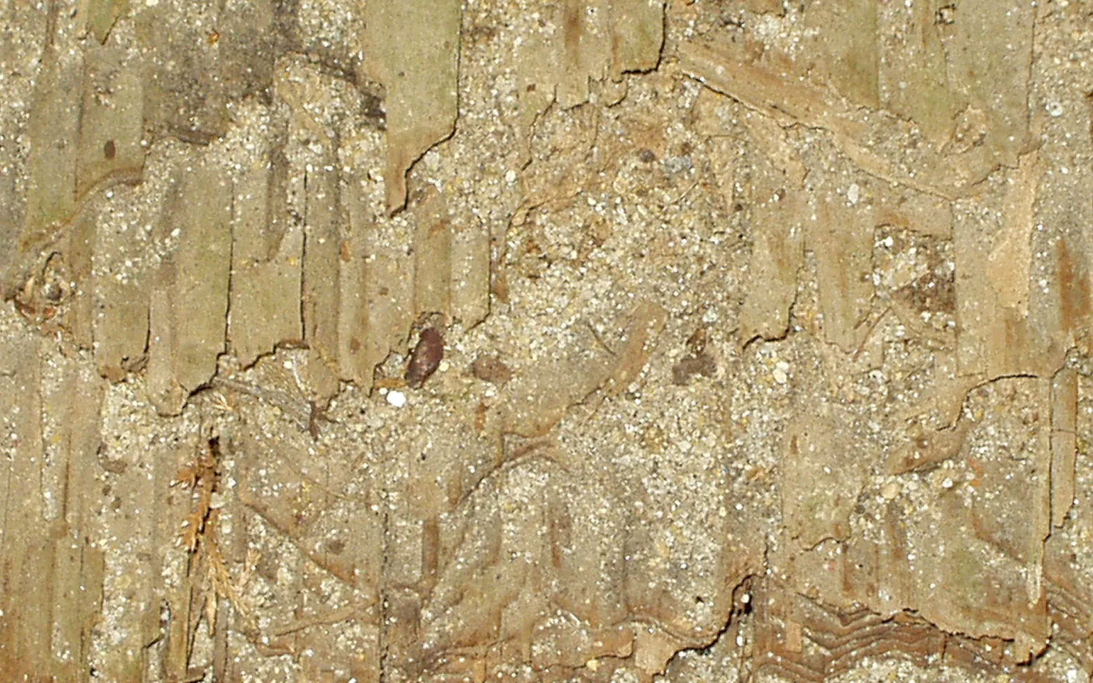 Close-up of wood hollowed out by termites in a Florida home