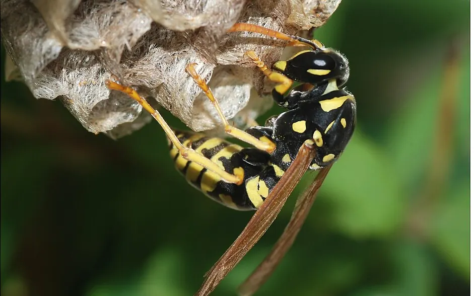 Paper wasp nest under the eaves of a Lakeland Florida home